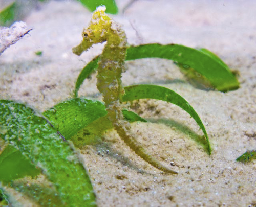 small yellow seahorse