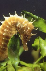 gold seahorse in leaves