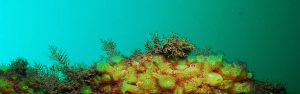 yellow coral