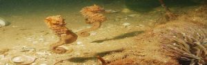 two seahorses banner