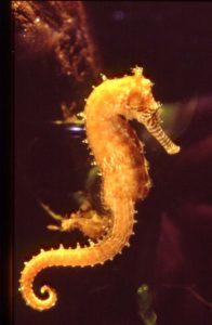 yellow seahorse