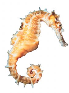 white and orange seahorse png