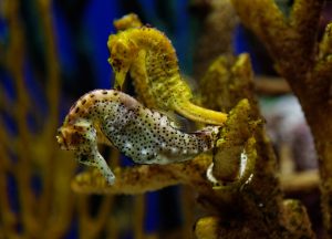 seahorse wrapped around vegetation