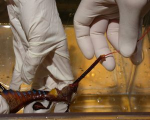 testing on seahorses