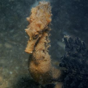 4K seahorse