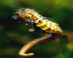 cynthia seahorse
