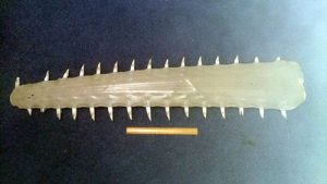sea creature bones