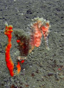 orange luminous seahorse