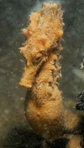 close up 4k seahorse