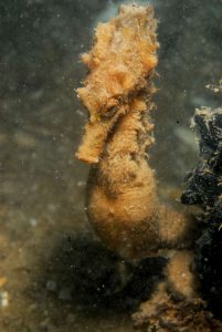 4k seahorse yellow