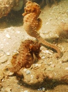 seahorse portrait shot