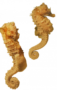 png yellow seahorses