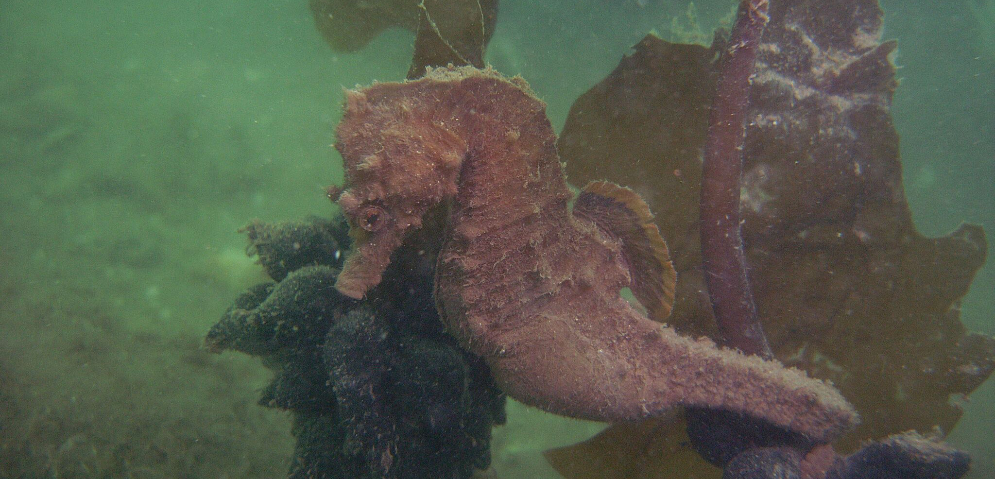 brown seahorse banner