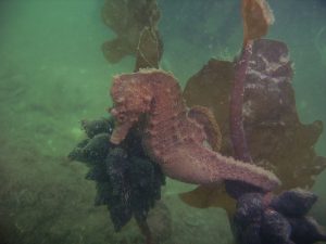 brown seahorse