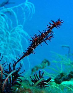 Geister fish blue sea