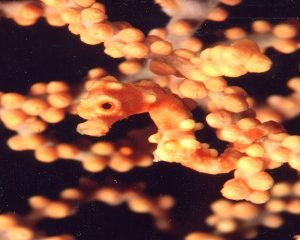 small seahorse