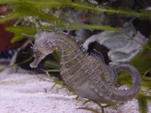 brown seahorse