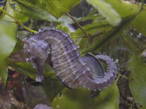 brown seahorse green leaf