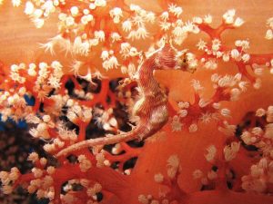 red coral seahorse