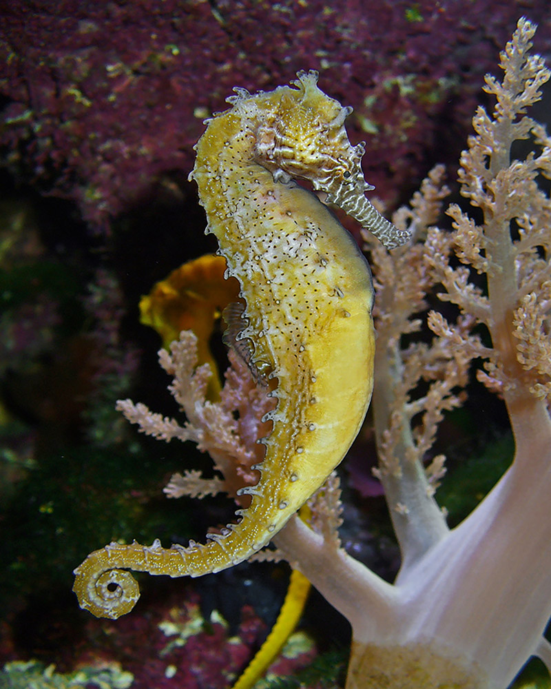 yellow seahorse