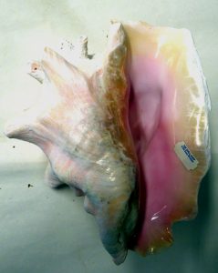 wrapped up seashell
