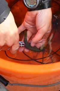 seahorse research
