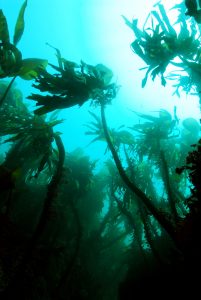 Seaweed in the ocean