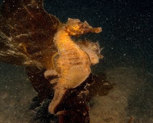 blended in seahorse close up