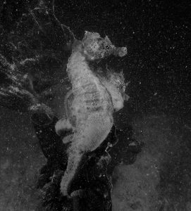 black and white seahorse