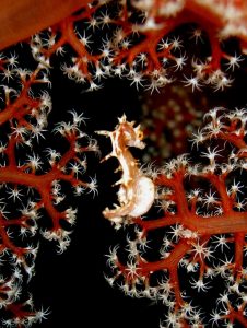small seahorse