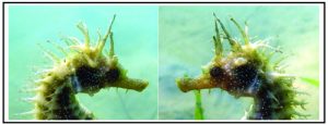 seahorse comparison