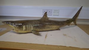 dead Shark