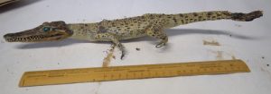 dead crocodile