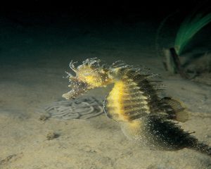 seahorse close up