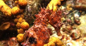 orange and brown seahorse