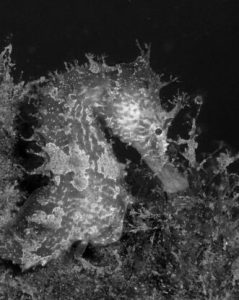 black and white seahorse