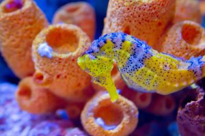 yellow and blue seahorse