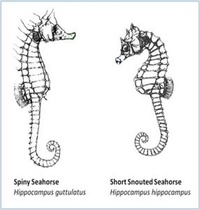 species chart