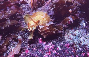 purple seahorse background