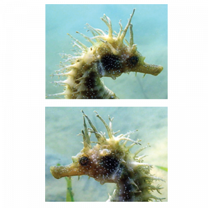 seahorse comparison