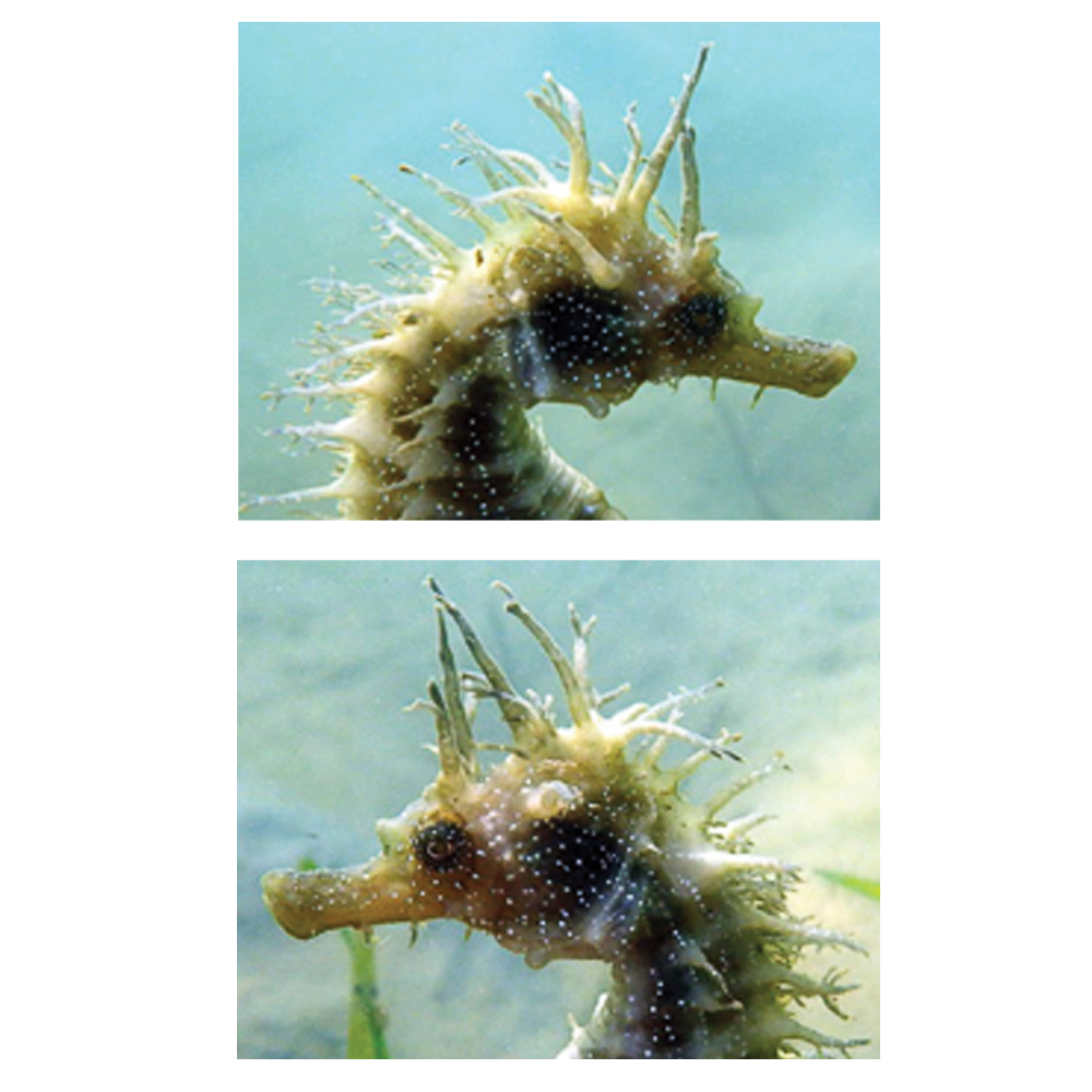 seahorse comparison