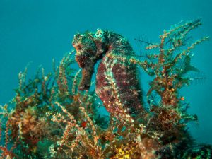 blended in seahorses in coral