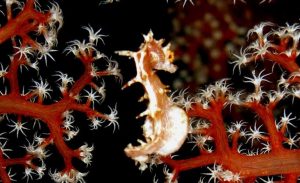 seahorse banner