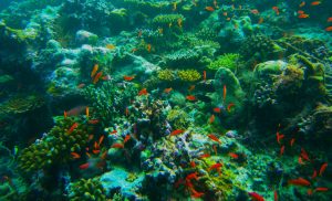 orange fish in coral