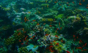 coral and orange fish