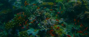 orange fish in Coral