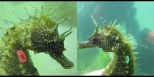 seahorse face comparison
