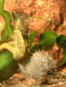two seahorses