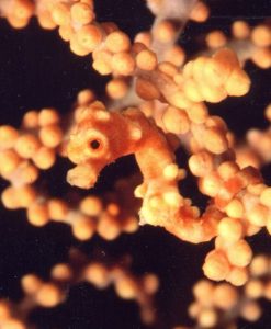 blended in baby seahorse
