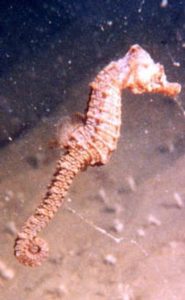 small seahorse